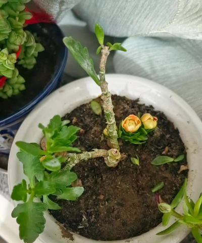 家庭养花用生根粉