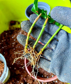 家庭养花用生根粉