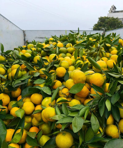 什么蜜橘叶子小