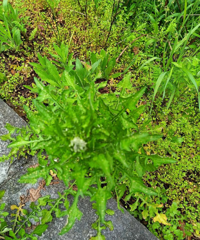菜的植物有哪些