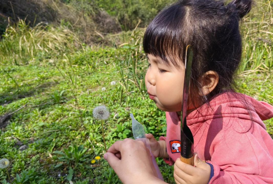 蒲公英的朋友有哪些