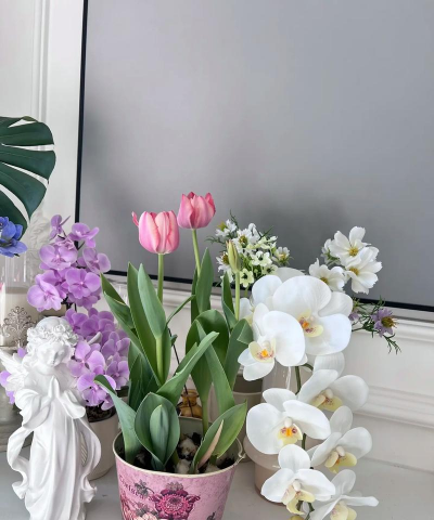 家庭养花用生根粉