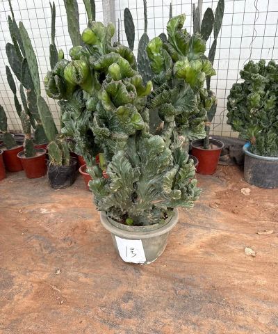 麒麟盆景种类有哪些