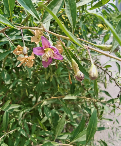 枸杞什么科植物