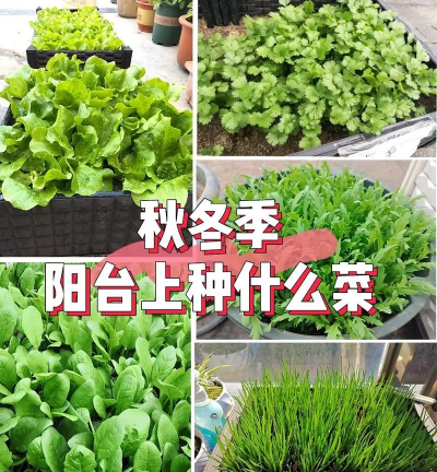 哪些菜适合冬季种