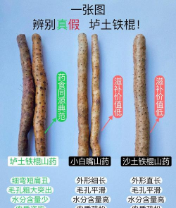什么是真山药