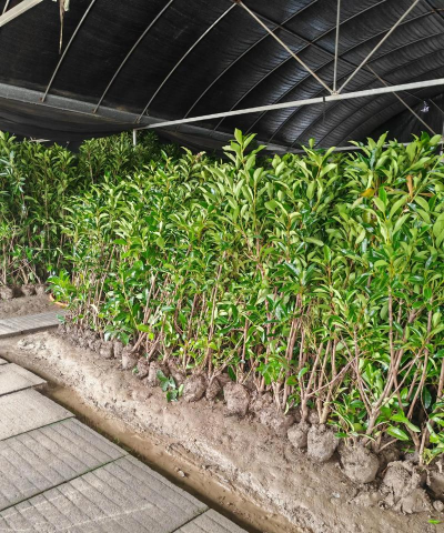 进口景观树苗有哪些