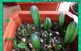 家庭养花用生根粉