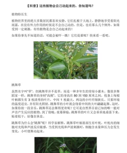 家庭养花用生根粉