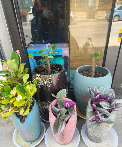 家庭养花用生根粉