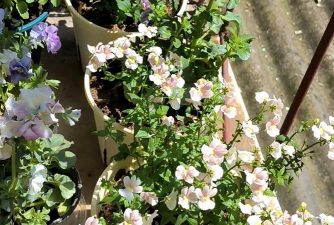 家庭养花用生根粉