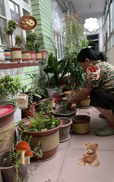 家庭养花用生根粉