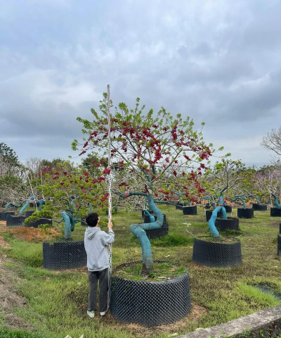 如何修剪红果冬青