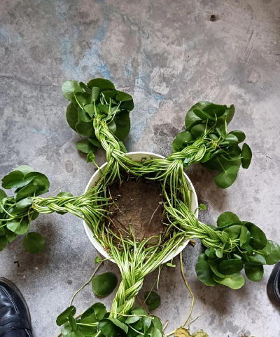 家庭养花用生根粉