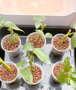 家庭养花用生根粉