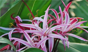 佛兰也有高档花普通花之分 佛兰也有高档花普通花之分