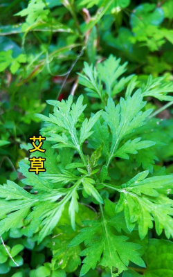 艾叶是什么模样