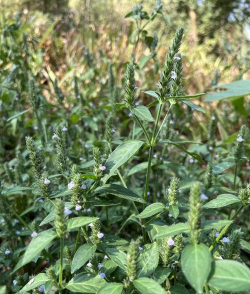爵床科植物有哪些