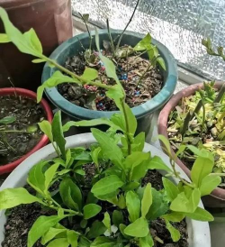 家庭养花用生根粉