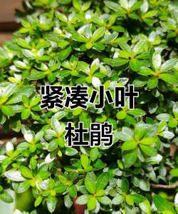 什么是小叶杜鹃