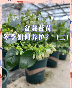 什么蓝莓好养活