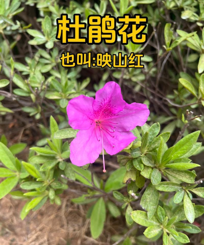 杜鹃属于什么种