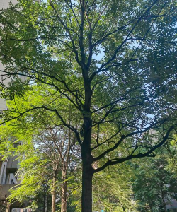 路边景观树有哪些