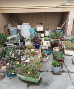 家庭养花用生根粉