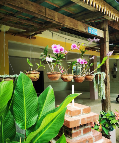 家庭养花用生根粉