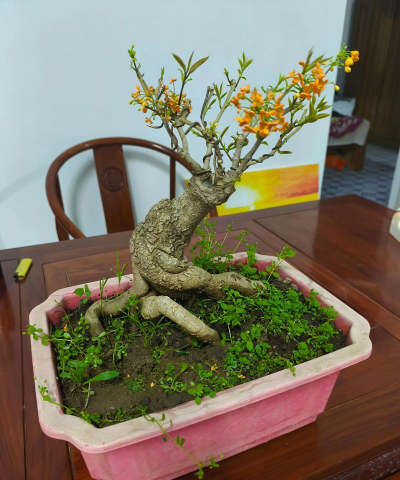 丹桂开花注意什么