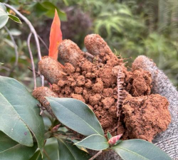 吊钟花用什么土