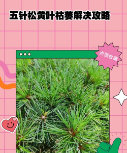 针松发黄是怎么办