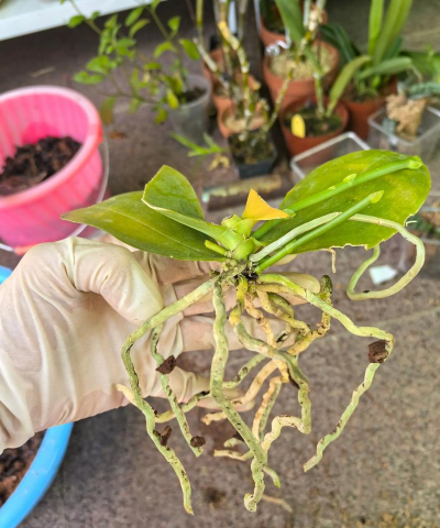 家庭养花用生根粉