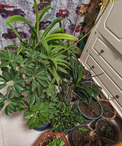 家庭养花用生根粉