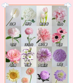 还有哪些花属于花中