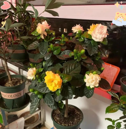 哪些花适合浇雨水