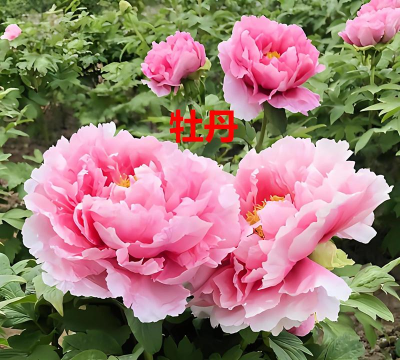 芍药属植物组织培养中褐化问题的研究进展 芍药属植物组织培养中褐化问题的研究进展