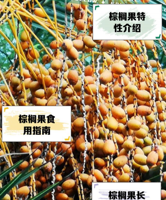 棕榈果实叫什么