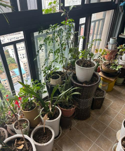 家庭养花用生根粉