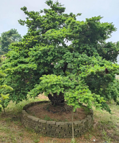 杜松属于什么品种