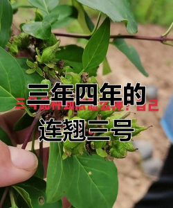 连翘结什么果
