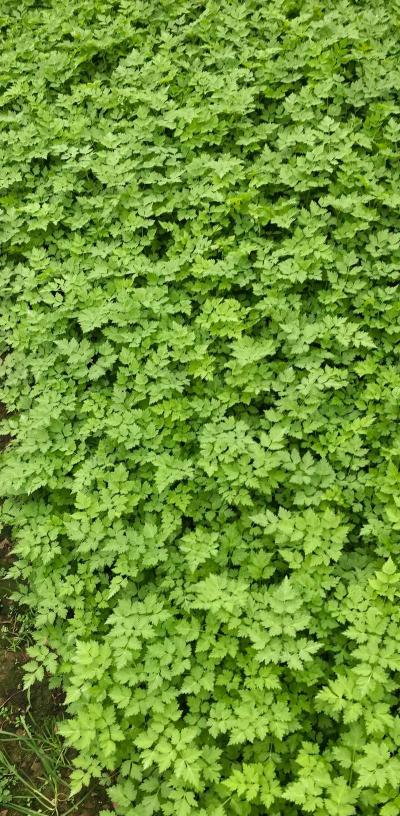 当归是什么植物