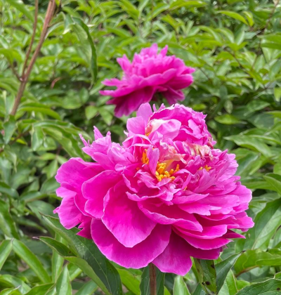 芍药是什么气质