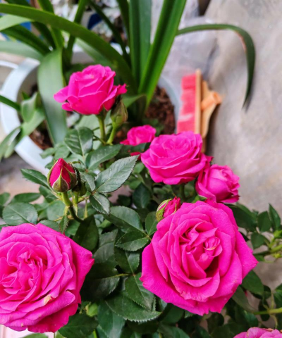 家庭养花用生根粉