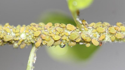 绣线菊生什么虫