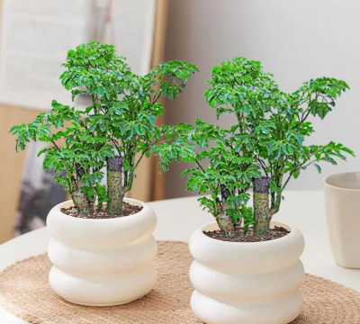 福禄桐有哪些品种