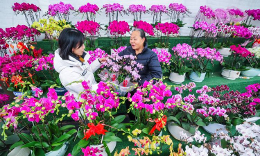 家庭养花用生根粉