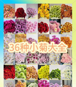 雏菊的别称有哪些