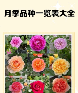 中国月季有哪些品种