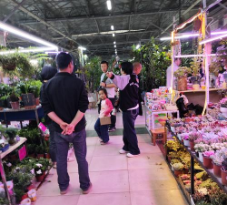 家庭养花用生根粉